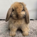 avatar Cephalon Slug