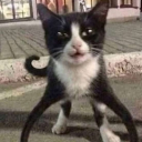 Discord Avatar