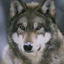 unimatrixzero's Avatar