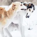 hyprelynx