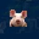 p1pc member profile picture