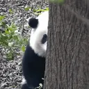 ahappypanda.