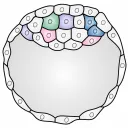developmentalbiology