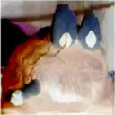cuuky
