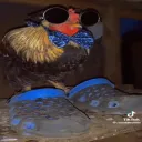 ccapee
