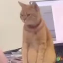 elzakii