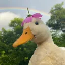 bruciepie