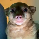 yubiscool avatar