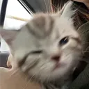 littlebicoriginal