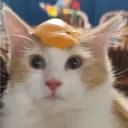 splootybiscuit