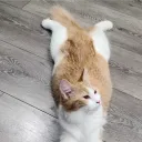 splootybiscuit