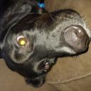 Moose