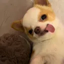 jacobpendekd