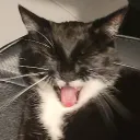dunnad