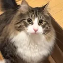 hyakaera