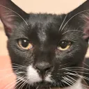 marbles_yak