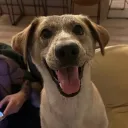 _smellydog