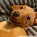therottenmango