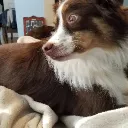 cookieduuuude