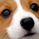 pupperwoff