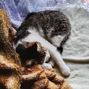 ketohia