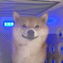 .zovlon