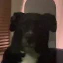 realsaltyterrie
