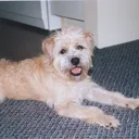 oliverpiper