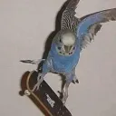 bird_brained