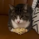 judikatorargo
