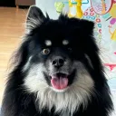notthesable