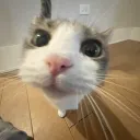 spofoh