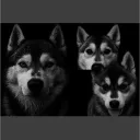 .asfy