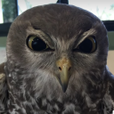 arthemisrj#6844's avatar