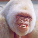 Đarky