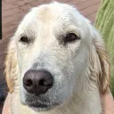 joylesspuppy