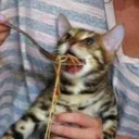 catbuttermargerine