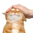 dotpack