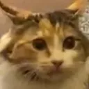 moist_towelettes