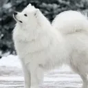 kamaretai