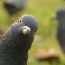 gutotrips