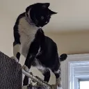 bodega_cat