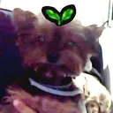 .kakai