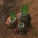 howlraptor