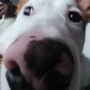 antxulito