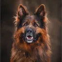doge03802