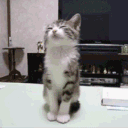 avatar ayanami ᶻ 𝗓 𐰁