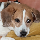 BeagleBeans