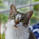 avatar Lord Saltington