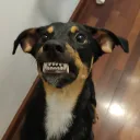 mongera
